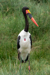 Saddle-billed Stork bird in the grass - Tanzania, Serengeti National Park