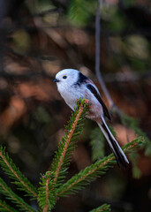 The long-tailed tit sits on top of a low spruce.