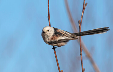 A brown and white long-tailed tit sits on top of a bush branch.
