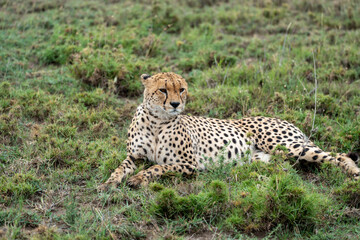 Cheetah as it sits in the grass in Serengeti National Park Tanzania