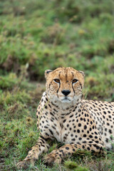 Cheetah as it sits in the grass in Serengeti National Park Tanzania