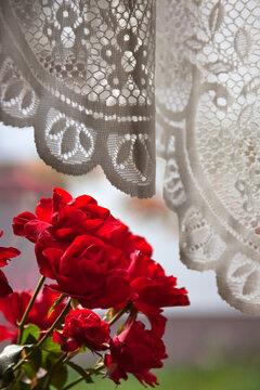 Roses and Lace Curtain