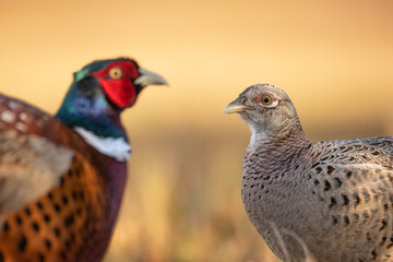 Common pheasant Phasianus colchius Ring-necked pheasant in natural habitat, grassland in early spring