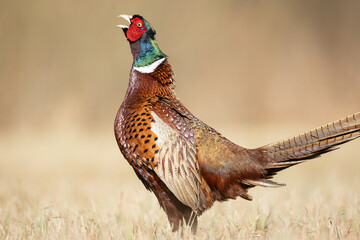 Common pheasant Phasianus colchius Ring-necked pheasant in natural habitat, grassland in early spring