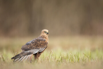 Birds of prey Marsh harrier Circus aeruginosus, hunting time Poland Europe