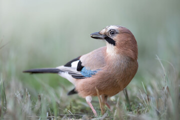 Bird - Eurasian Jay Garullus glandarius on the ground, spring time	
