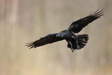 Bird beautiful flying raven Corvus corax North Poland Europe