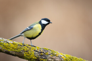 Colorful great tit ( Parus major ) perched on a tree trunk, photographed in horizontal, amazing...