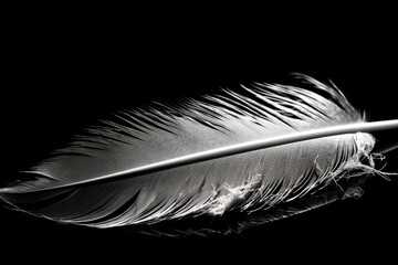 A black feather is shown with the word feather on it.
