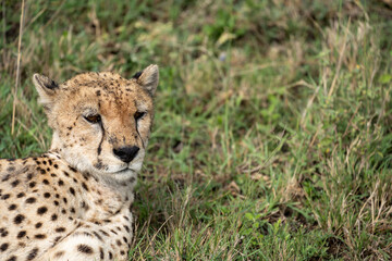 Cute cheetah looks to the side while in the grass in Serengeti National Park Tanzania