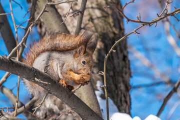 The squirrel with nut sits on tree in the winter or late autumn