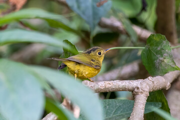 Whistler's warbler or Phylloscopus whistleri observed in Latpanchar in India
