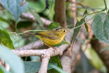 Whistler's warbler or Phylloscopus whistleri observed in Latpanchar in India