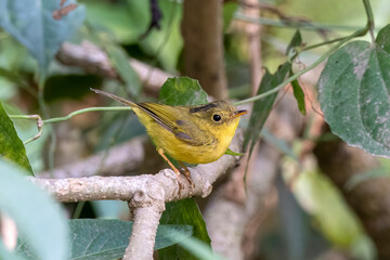 Whistler's warbler or Phylloscopus whistleri observed in Latpanchar in India