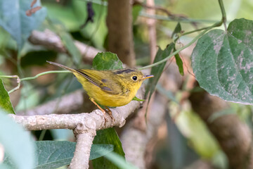 Whistler's warbler or Phylloscopus whistleri observed in Latpanchar in India
