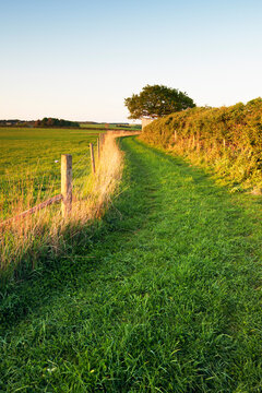 Grass Track between Field and Hedgerow, Cotswolds, Gloucestershire, England