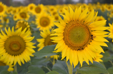 Sunflower cultivation at sunrise. Sunflower natural background. Sunflower blooming. Honeybee pollinating sunflower