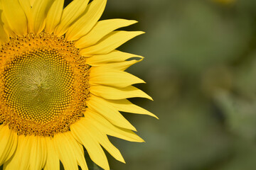 Beautiful sunflower on a sunny day with a natural background. Selective focus. Macro view of sunflower.