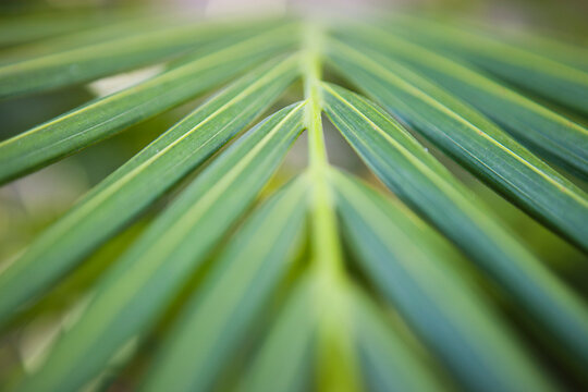 Closeup of Palm Leaf