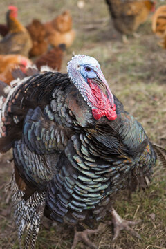 A Large Turkey on a Farm in Hillsboro, Oregon, USA