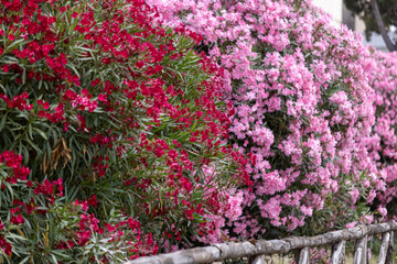 Beautiful great blooming colorful shrubs of Nerium oleander, red and pink flowers