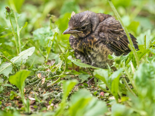 A fieldfare chick, Turdus pilaris, has left the nest and sitting on the spring lawn. A fieldfare...