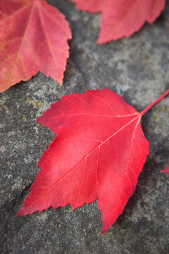 Red Leaves, Seattle, Washington, USA