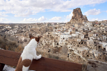 Little dog in cappadocia against the backdrop of the sandy houses. Jack Russell Terrier in town 