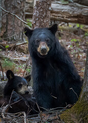 Mother black bear with cub