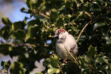Sparrow