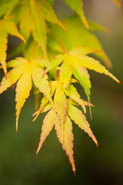 Close-up of Autumn Leaves, Seattle, Washington, USA