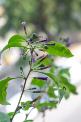 Flores de una Talilla. Lycium cestroides