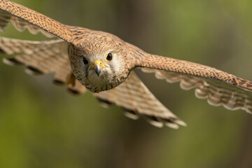 bird in flight