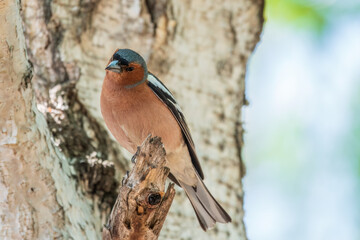 Common chaffinch, Fringilla coelebs, sits on a tree. Common chaffinch in wildlife.