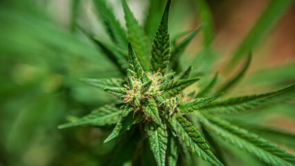 flor de cannabis genetica bubble gum