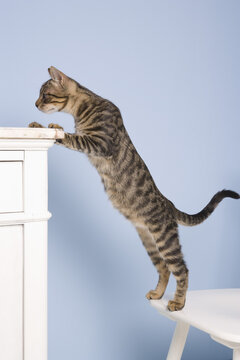 Cat on Chair, Dusseldorf, North Rhine-Westphalia, Germany