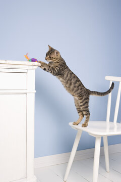 Cat on Chair Playing with Toy, Dusseldorf, North Rhine-Westphalia, Germany