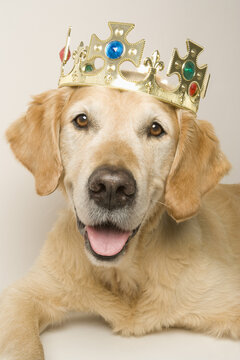 Portrait of Golden Retriever Wearing a Crown