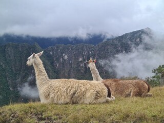 llama in the grass © Helio