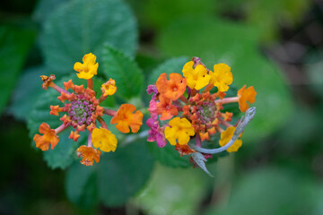 flores de una lantana camara