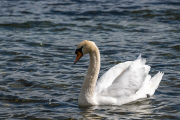 Naklejka premium cygne sur le lac