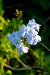 Flores celeste del jazmín del cielo