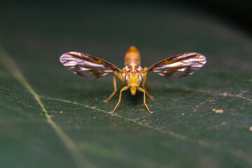 Melon fly  Bactrocera cucurbitae