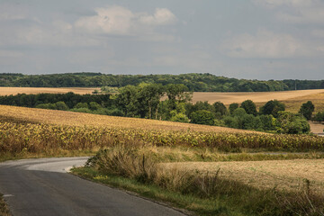 Fototapeta premium asphalt road in mowed cornfields and fields with sunflowers in the Northern part Of France at the end of summer