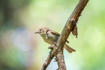 Common chiffchaff, lat. phylloscopus collybita, sitting on branch of bush in spring and looking for food