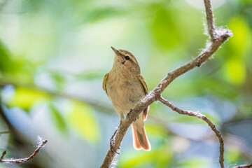 Common chiffchaff, lat. phylloscopus collybita, sitting on branch of bush in spring and looking for food