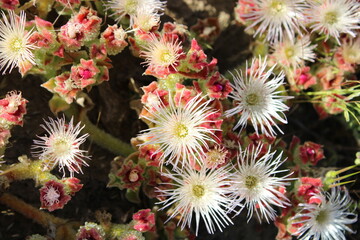 ICE PLANT 'CRYSTALLINE' - MESEMBRYANTHEMUM CRYSTALLINUM FLOWERS