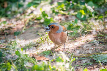 Common chaffinch, Fringilla coelebs, sits on the ground in spring. Common chaffinch in wildlife.