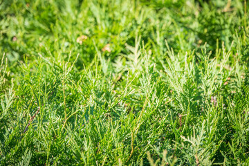 Thuja branches in spring. Fresh thuja branches in the sunset light.
