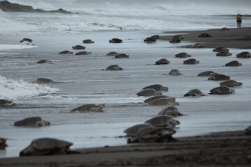 tortuga lora,playa ostional costa rica